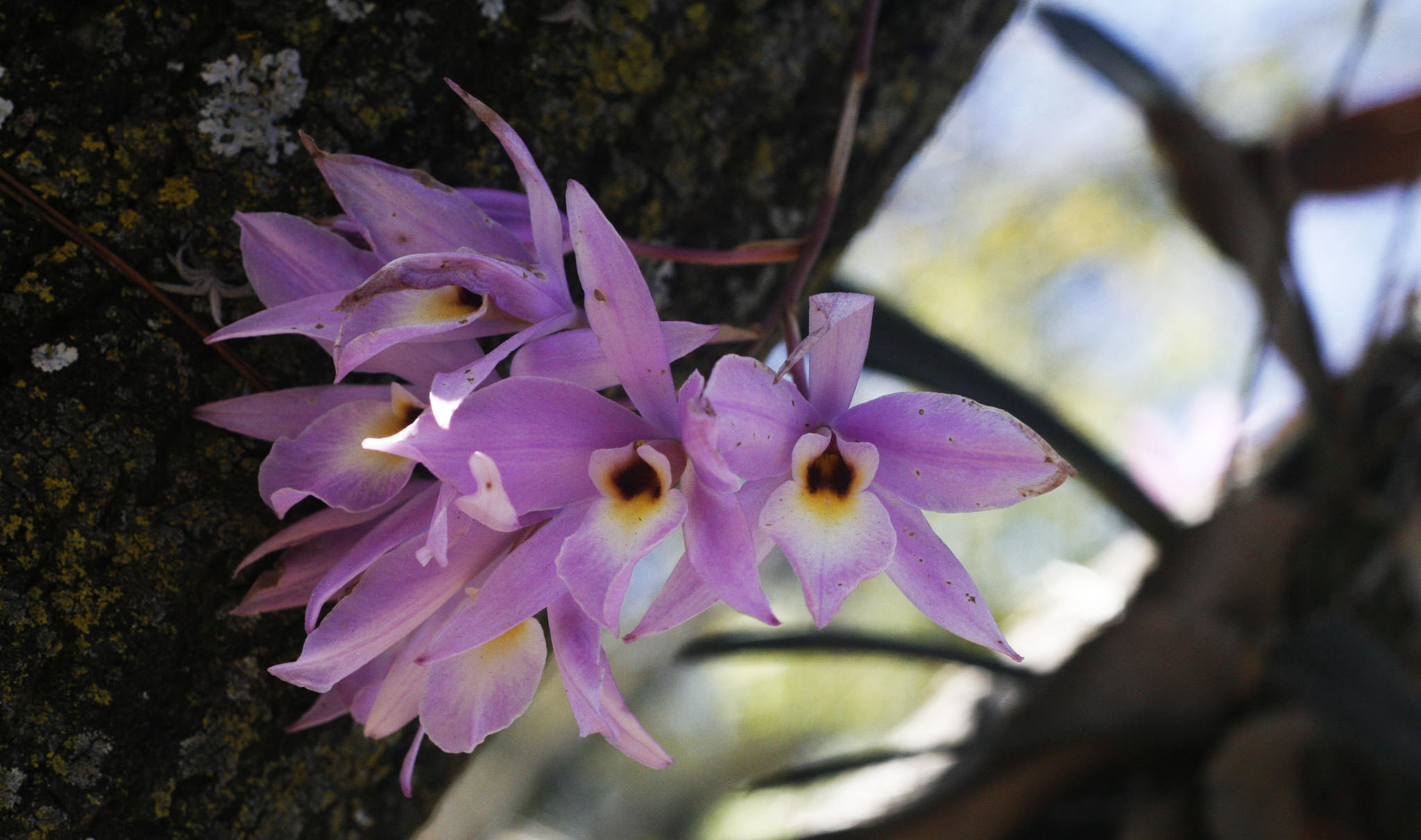 Laelia rubescens